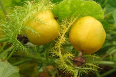 กะทกรก สรรพคุณและประโยชน์