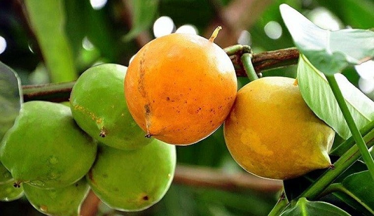 มะพูด สรรพคุณและประโยชน์