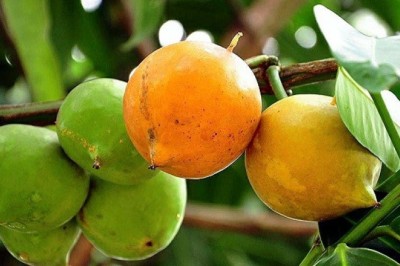 มะพูด สรรพคุณและประโยชน์