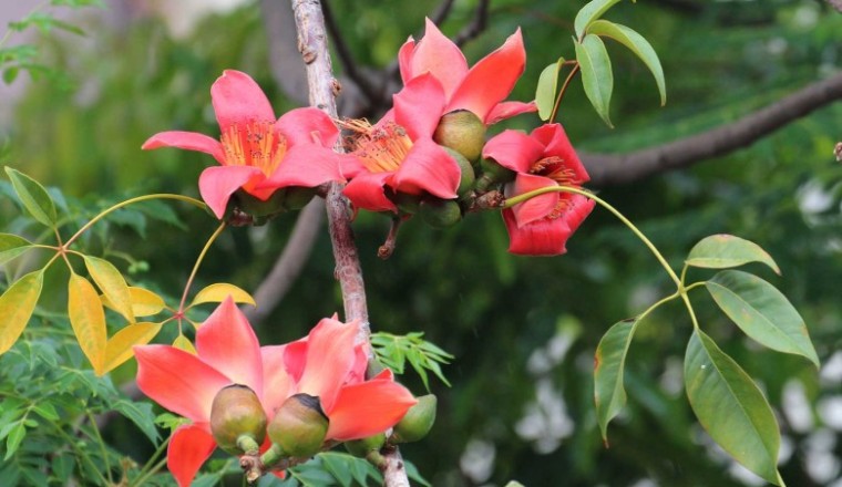 งิ้วแดง สรรพคุณและประโยชน์