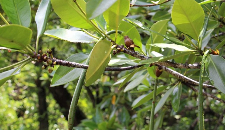 โกงกางใบเล็ก สรรพคุณและประโยชน์