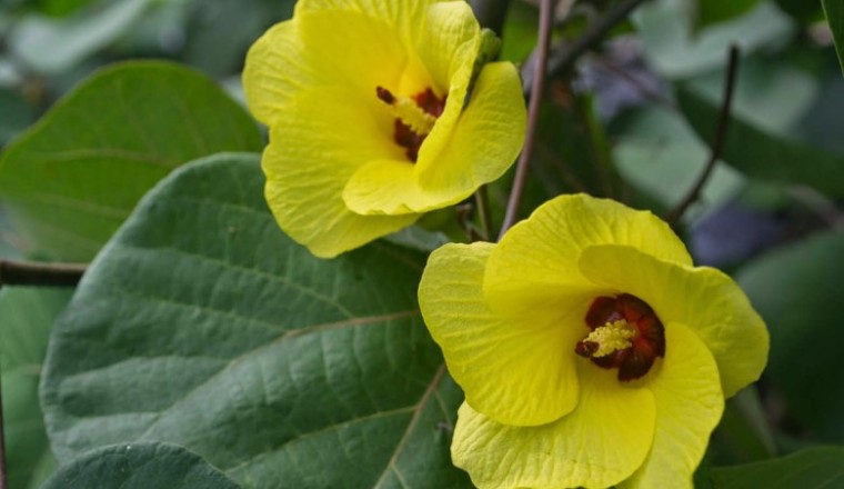 โพทะเล สรรพคุณและประโยชน์