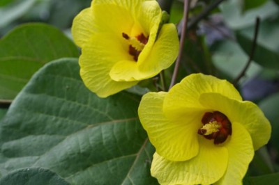 โพทะเล สรรพคุณและประโยชน์