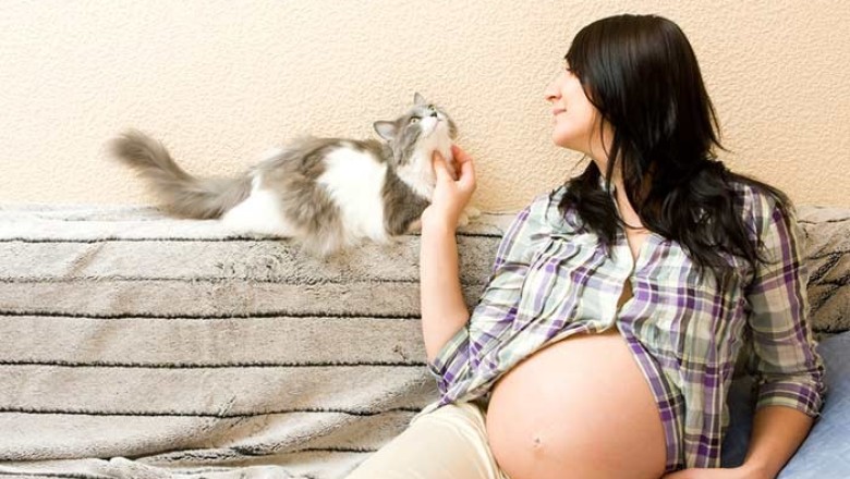 ทำอย่างไรเมื่อสาวกแมวตั้งครรภ์