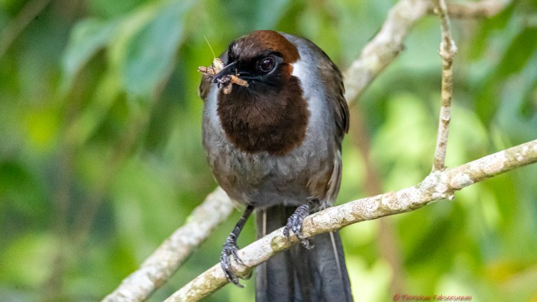 นกกะรางอกสีน้ำตาลไหม้ White-necked Laughingthrush