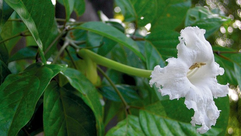 แคทะเล สรรพคุณและประโยชน์