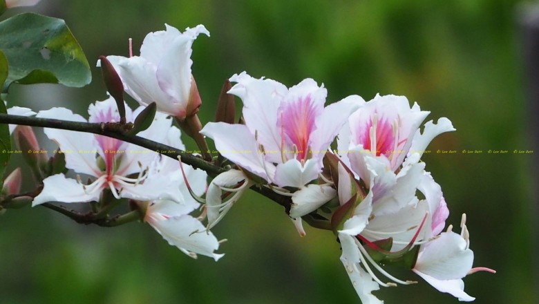 เสี้ยวดอกขาว สรรพคุณและประโยชน์