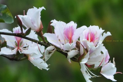 เสี้ยวดอกขาว สรรพคุณและประโยชน์