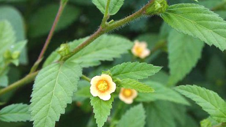 หญ้าขัด สรรพคุณและประโยชน์