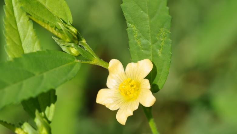 หญ้าขัดใบยาว สมุนไพร