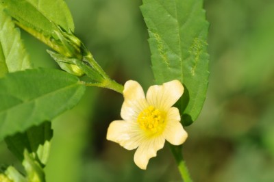 หญ้าขัดใบยาว สมุนไพร