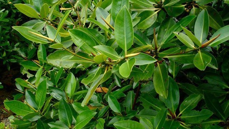 โกงกาง สรรพคุณและประโยชน์