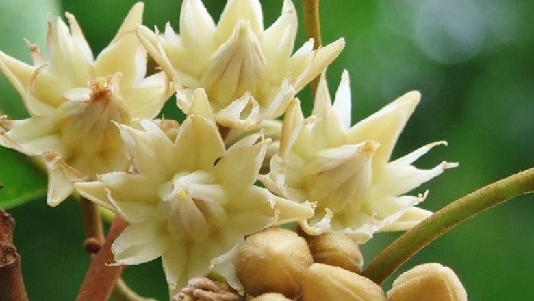 พิกุล สรรพคุณและประโยชน์