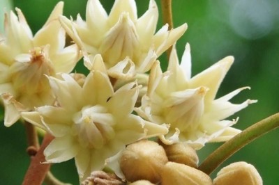 พิกุล สรรพคุณและประโยชน์