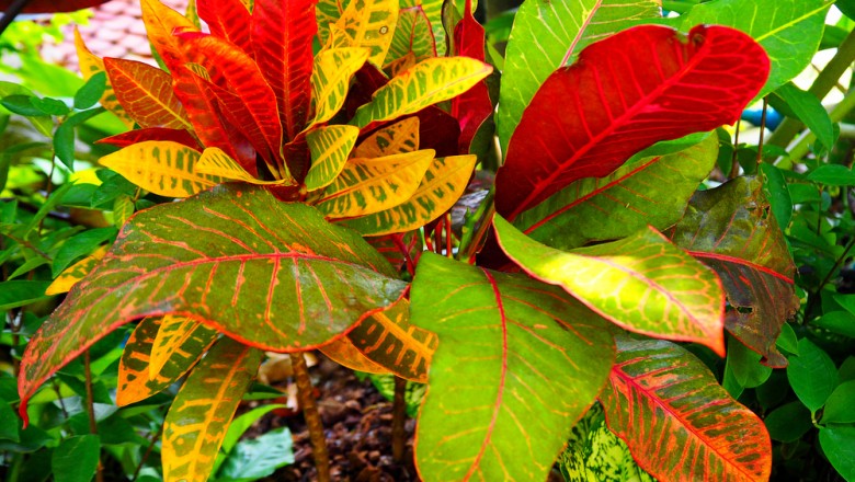 ต้นโกสน หนึ่งในไม้มงคลที่ควรปลูกที่บ้าน