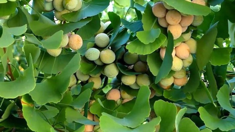 แปะก๊วย สรรพคุณและประโยชน์