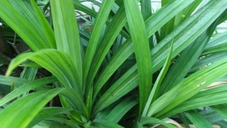 ใบเตย สรรพคุณและประโยชน์