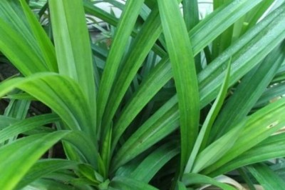 ใบเตย สรรพคุณและประโยชน์