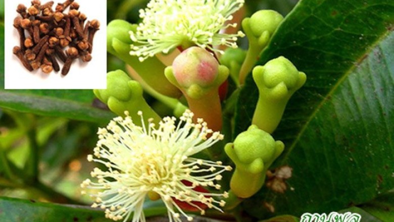 กานพลู สรรพคุณและประโยชน์