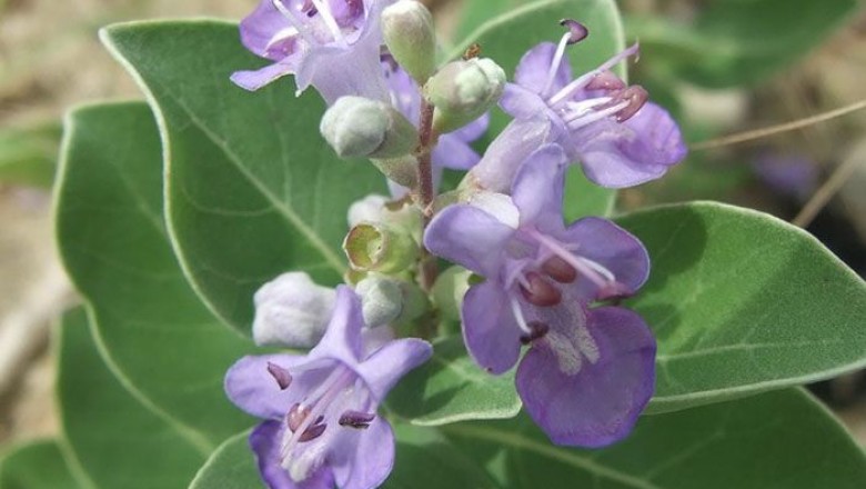 คนทีสอ สรรพคุณและประโยชน์