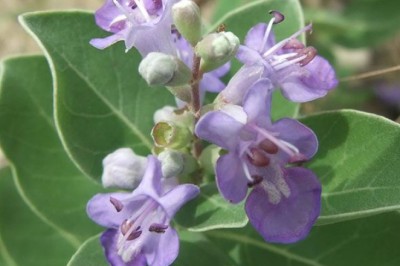 คนทีสอ สรรพคุณและประโยชน์