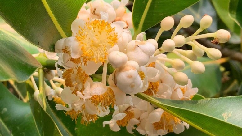 สารภี สรรพคุณและประโยชน์