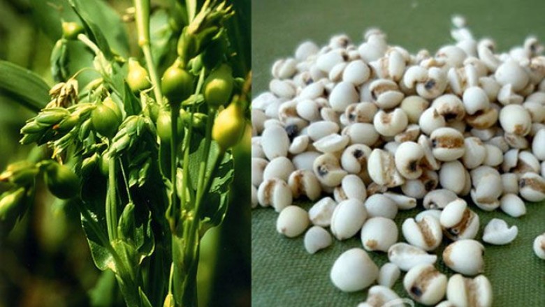 ลูกเดือย สรรพคุณและประโยชน์