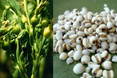 ลูกเดือย สรรพคุณและประโยชน์