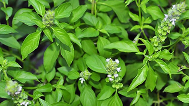 แมงลัก สรรพคุณและประโยชน์