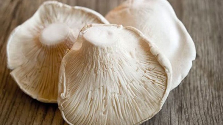 เห็ดเป๋าฮื้อ สรรพคุณและประโยชน์