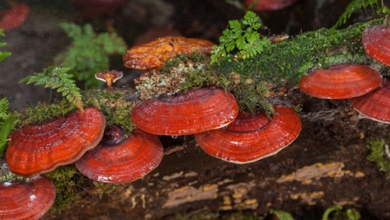 เห็ดหลินจือ สรรพคุณและประโยชน์