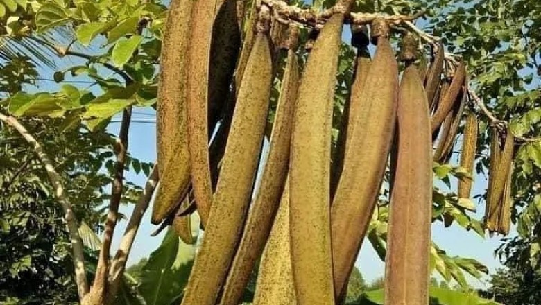 เพกา สรรพคุณและประโยชน์