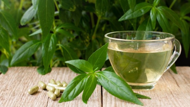 น้ำฟ้าทะลายโจร เครื่องดื่ม