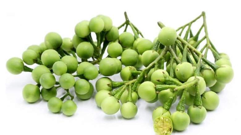 มะเขือพวง สรรพคุณและประโยชน์