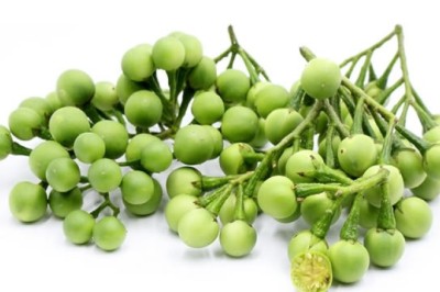 มะเขือพวง สรรพคุณและประโยชน์