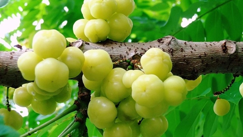 มะยม สรรพคุณและประโยชน์