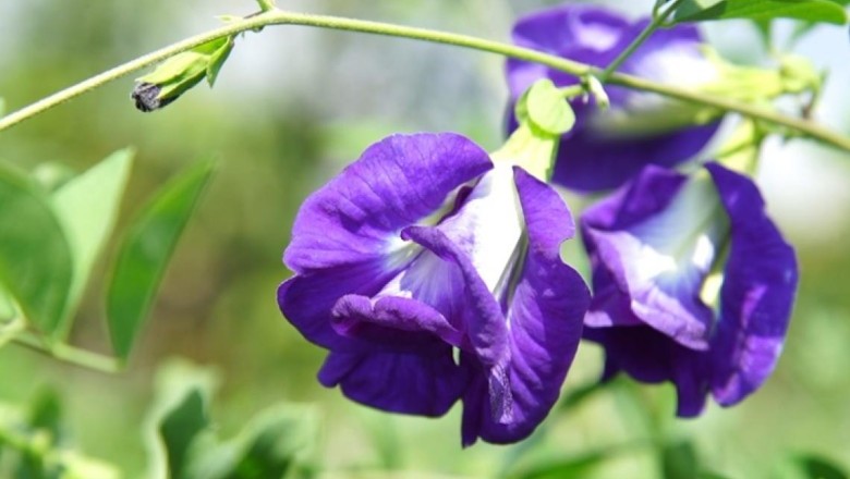 อัญชัน สรรพคุณและประโยชน์