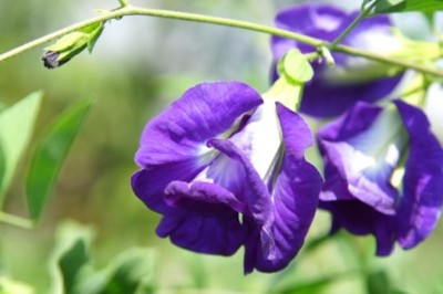 อัญชัน สรรพคุณและประโยชน์