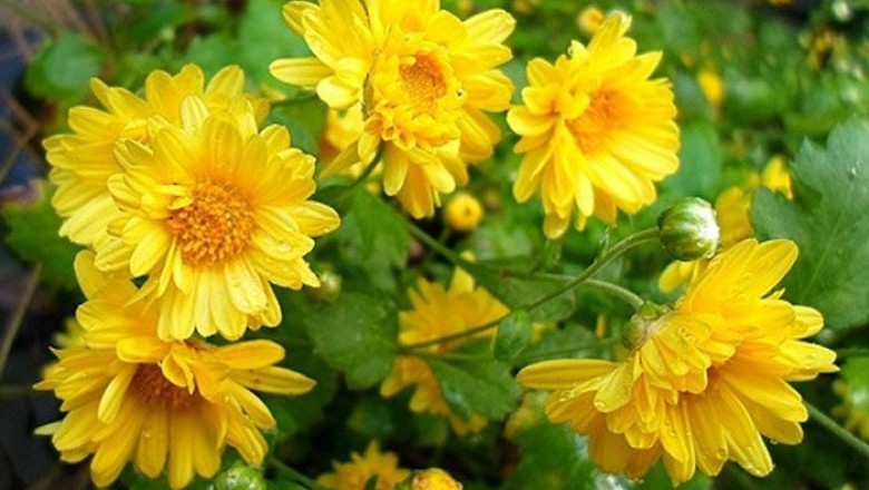 เก๊กฮวย สรรพคุณและประโยชน์