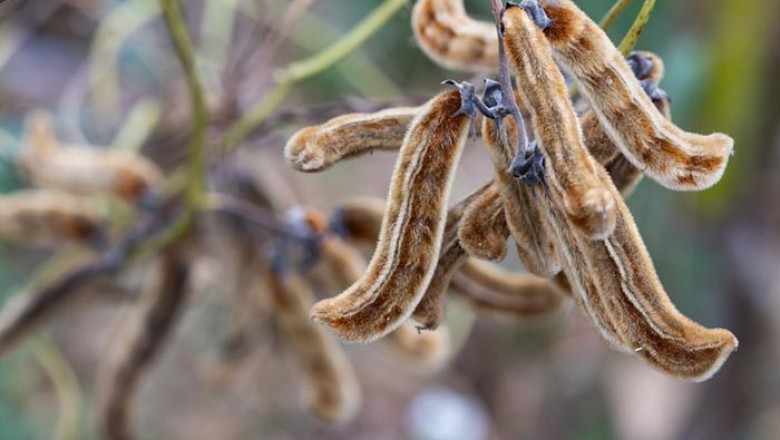 หมามุ่ย สรรพคุณและประโยชน์