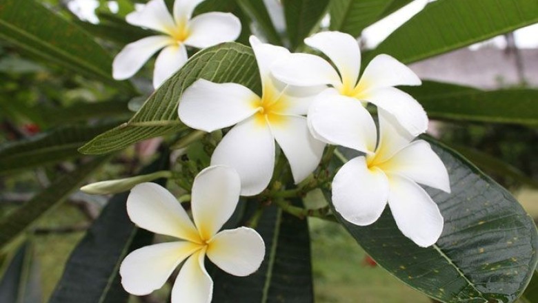 ลีลาวดี (ลั่นทม) สรรพคุณและประโยชน์