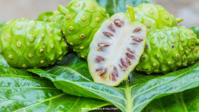 ลูกยอ สรรพคุณและประโยชน์