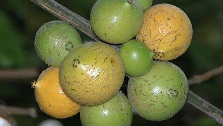 รงทอง สรรพคุณและประโยชน์