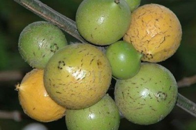 รงทอง สรรพคุณและประโยชน์