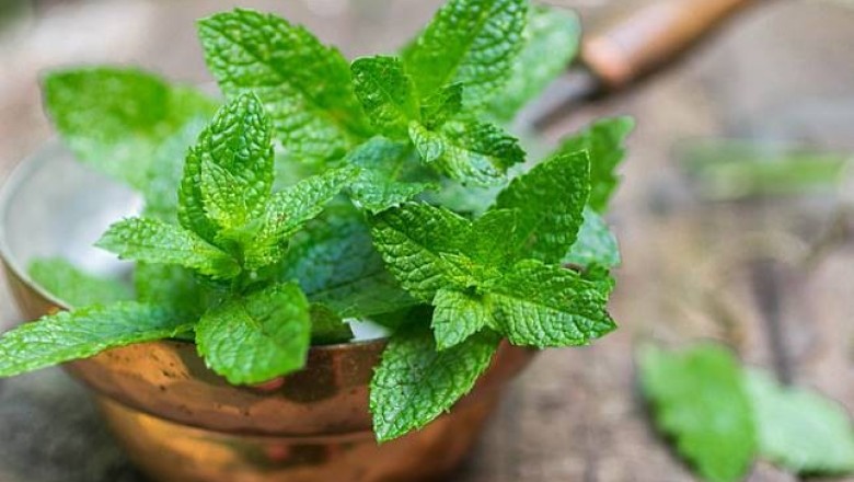 สะระแหน่ สรรพคุณและประโยชน์