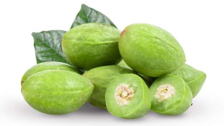 สมอไทย สรรพคุณและประโยชน์