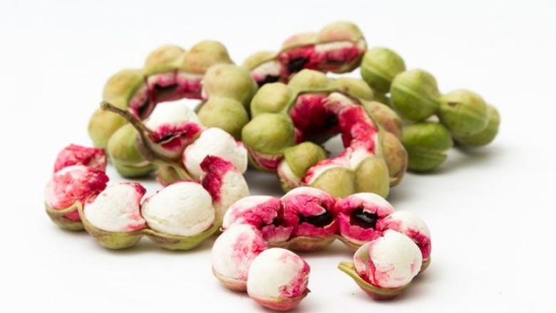 มะขามเทศ สรรพคุณและประโยชน์