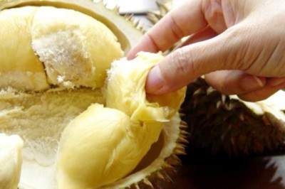 ไม่ชอบเชื้อโรคในลำไส้ทุเรียนช่วยได้