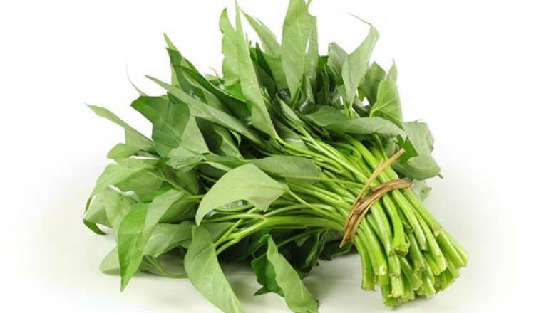 ผักบุ้ง สรรพคุณและประโยชน์