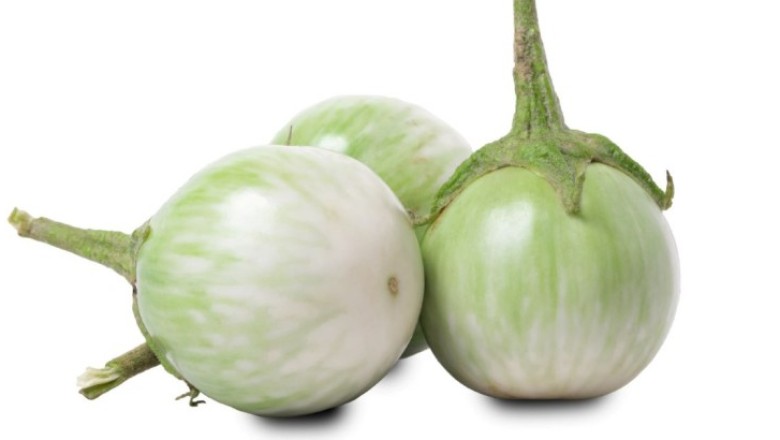 มะเขือเปราะยาดีแก้โรคเบาหวาน